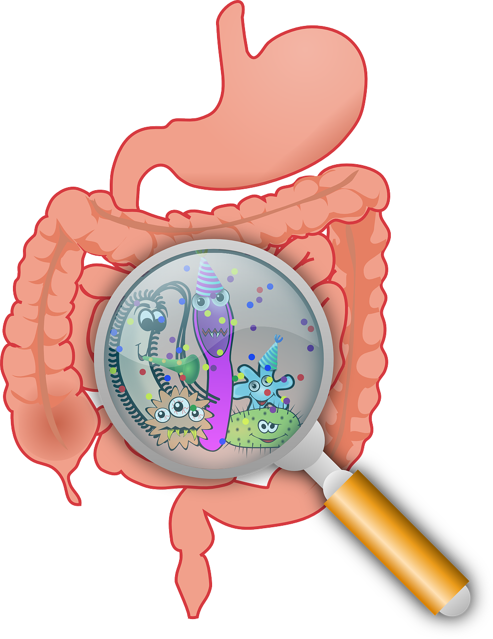 How Does Gut Health Influence Inflammation, And What Dietary Changes Support A Healthy Gut?